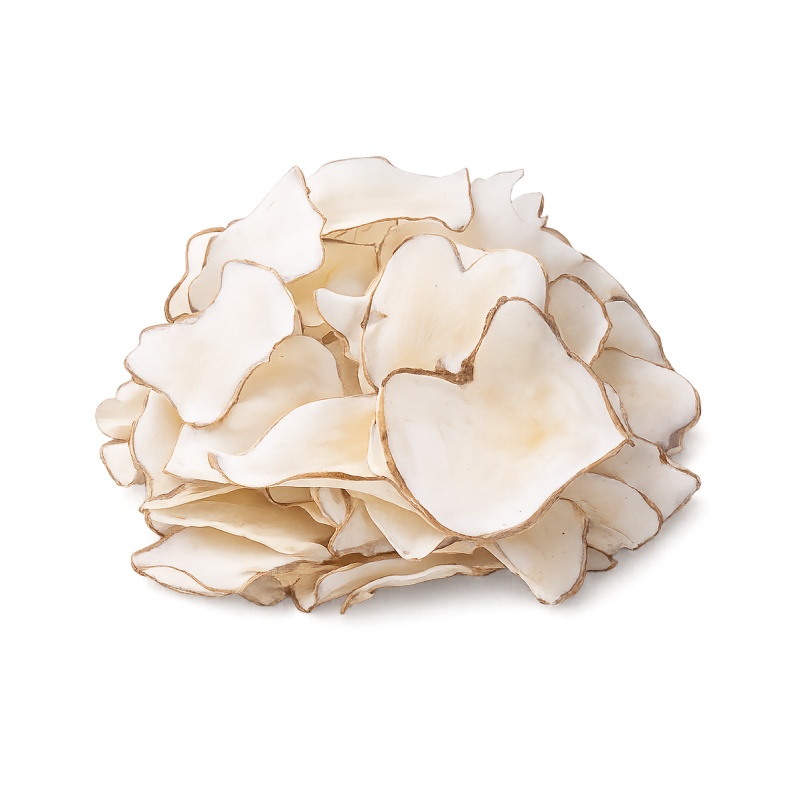 Sea Coconut